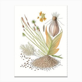 Caraway Seeds Spices And Herbs Pencil Illustration 1 Canvas Print