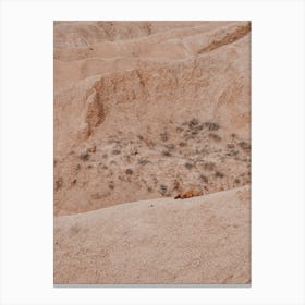 Resting Desert Sheep Canvas Print