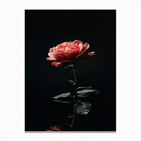 Rose Hd Wallpaper 1 Canvas Print