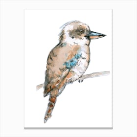Kookaburra Canvas Print