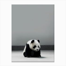 Panda Bear Canvas Print