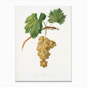 Grape Vine (Vitis Vinifera Niciensis) From Pomona Italiana (1817 - 1839), Giorgio Gallesio Canvas Print
