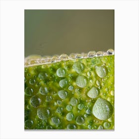 Water Droplets On A Lime Canvas Print