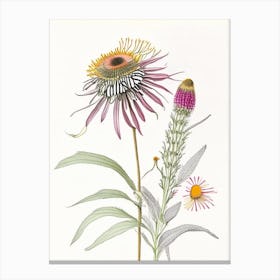 Echinacea Spices And Herbs Pencil Illustration 1 Canvas Print