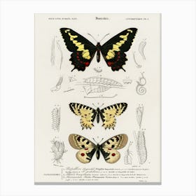 Different Types Of Butterfly, Charles Dessalines D'Orbigny 4 Canvas Print