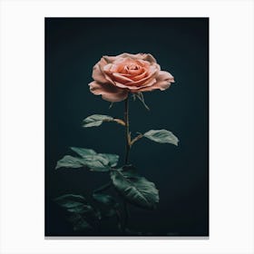 Single Rose On Dark Background 4 Canvas Print