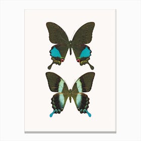 Butterflies II Canvas Print