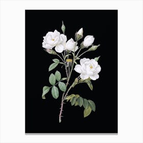 Vintage White Rose Botanical Illustration on Solid Black n.0855 Canvas Print