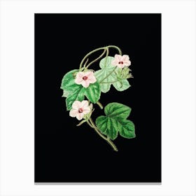 Vintage Aiton's Ipomoea Flower Botanical Illustration on Solid Black n.0673 Canvas Print