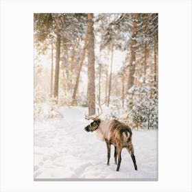 Reindeer In Snowy Forest Canvas Print