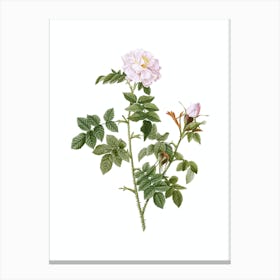 Vintage Pink Rosebush Botanical Illustration on Pure White n.0179 Canvas Print