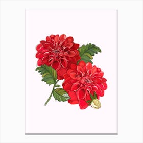 Red Dahlia Flowers Canvas Print