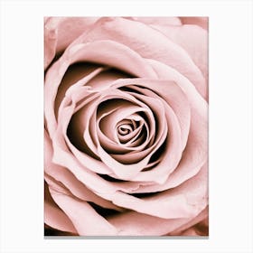 Blush Rose Canvas Print