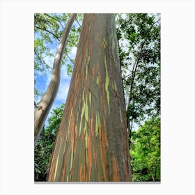 Eucalyptus Tree On The Road To Hanna (Maui Series) Canvas Print