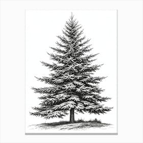 Fir Tree Pencil Sketch Ultra Detailed 2 Canvas Print