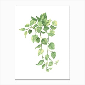 Ivy art Canvas Print