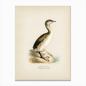 Young Horned Grebe, The Von Wright Brothers 1 Canvas Print