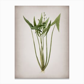 Vintage Arrowhead Botanical on Parchment Canvas Print