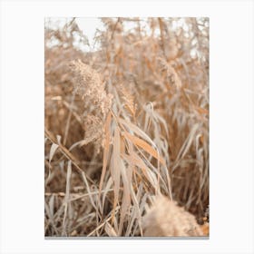 All Natural Dry Grasses In Bologna Italy Canvas Print