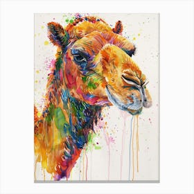Camel Colourful Watercolour 4 Canvas Print