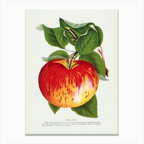 Vintage Botanical Art Print Red Apple _2697912 Canvas Print