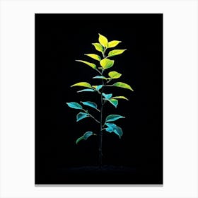 Tree In The Dark 39 Canvas Print