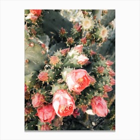 Pink Cactus Flower Canvas Print