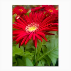 Red Gerbera Daisy - Photography Canvas Print