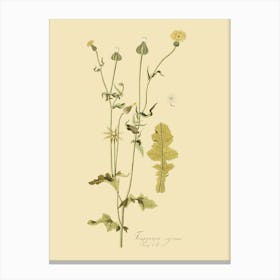 Dandelion Canvas Print