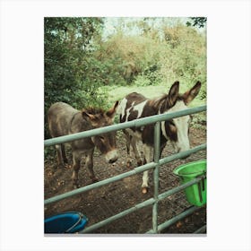 Donkeys At The Farm Canvas Print