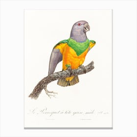 Senegal Parrot From Natural History Of Parrots, Francois Levaillant Canvas Print