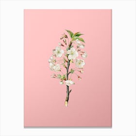 Vintage Pear Tree Flowers Botanical on Soft Pink n.0877 Canvas Print