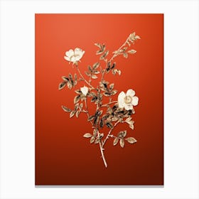 Gold Botanical Pink Hedge Rose in Bloom on Tomato Red n.0443 Canvas Print