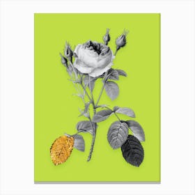 Vintage Double Moss Rose Black and White Gold Leaf Floral Art on Chartreuse n.1025 Canvas Print