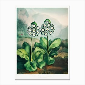 A Group Of Auriculas From The Temple Of Flora (1808), Robert John Thornton Canvas Print
