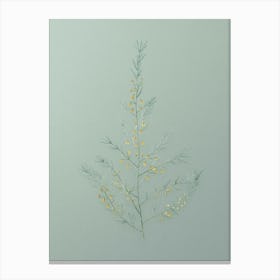 Vintage Sea Asparagus Botanical Art on Mint Green n.0424 Canvas Print