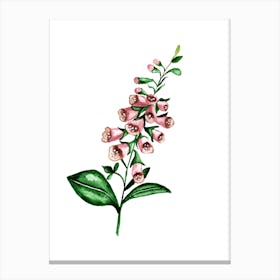 Foxglove Canvas Print