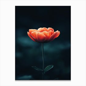 Tulip Flower Canvas Print