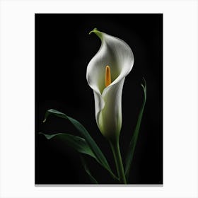 Calla Lily Canvas Print