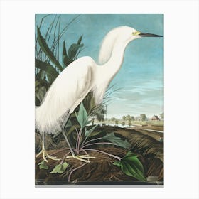 Reproduction and Remastered Copy of a Vintage Snowy Heron Or White Egret Originally Created by John James Audubon Canvas Print