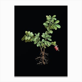 Vintage Lingonberry Botanical Illustration on Solid Black n.0839 Canvas Print