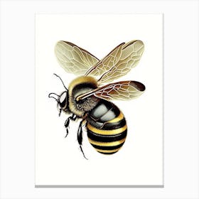 Insect Bee Vintage Canvas Print