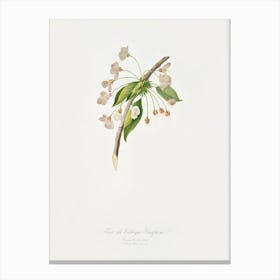 Cherry Plum Flower (Mirabolano) From Pomona Italiana (1817 - 1839), Giorgio Gallesio Canvas Print