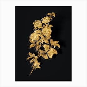 Vintage Germander Meadowsweet Botanical in Gold on Black n.0049 Canvas Print
