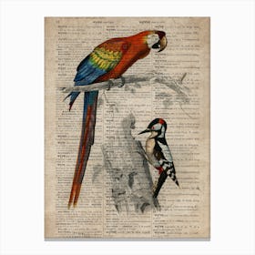 Parrot And Woodpecker Dictionnaire Universel Dhistoire Naturelle Canvas Print