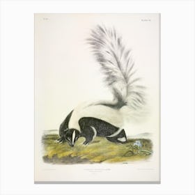 Large Tailed Skunk, John James Audubon Canvas Print