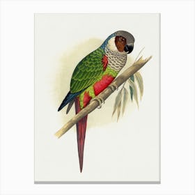 Parrot 7 Canvas Print