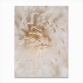 Blooming Canvas Print