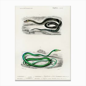 Grass Snake And The Green Vine Snake, Charles Dessalines D' Orbigny Canvas Print