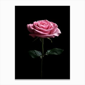 Pink Rose Isolated On Black Background 7 Canvas Print